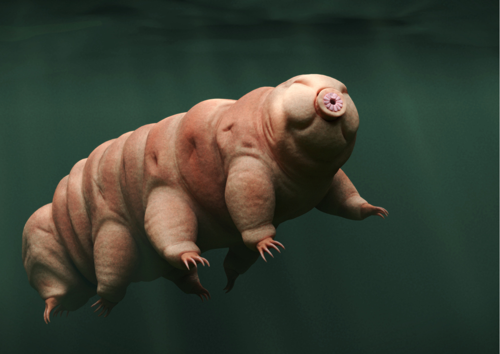 Le Tardigrade