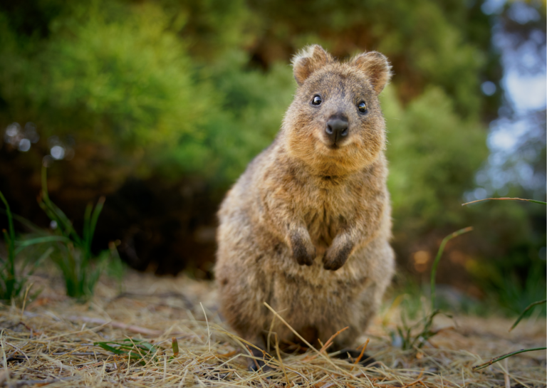 Le quokka